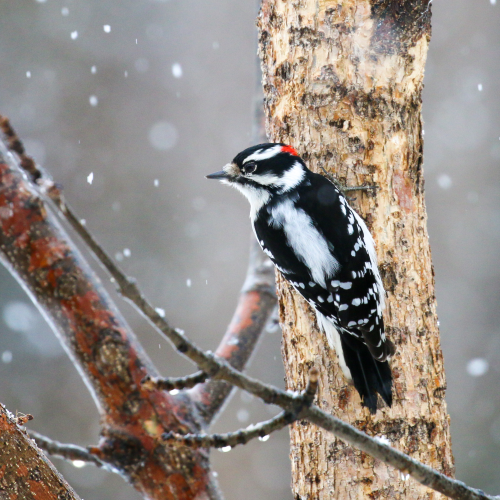 Downy Woodpecker