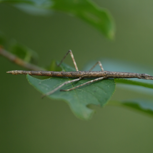 A Stick or an Insect?