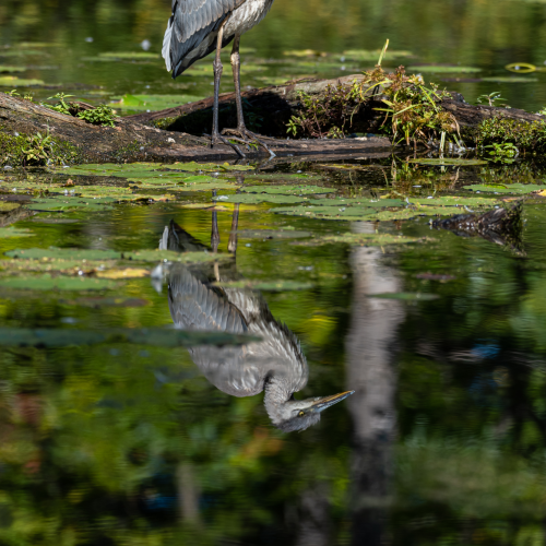 A Moment to Reflect