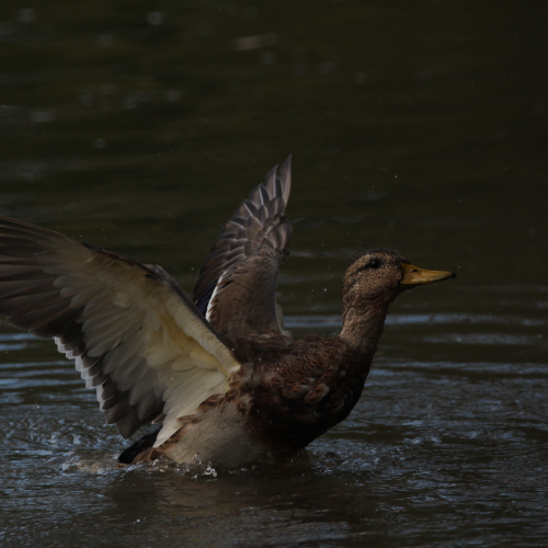 Bathing Mallard