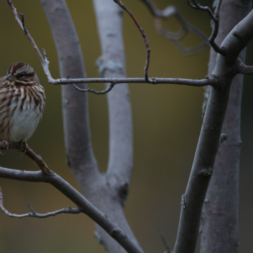 Chubby Song Sparrow
