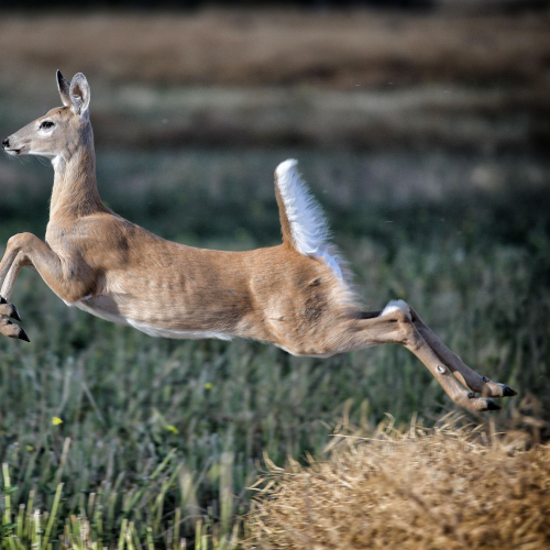 White Tailed Deer