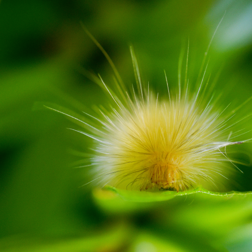 Caterpillar
