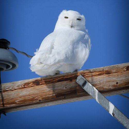 Snowy Owl