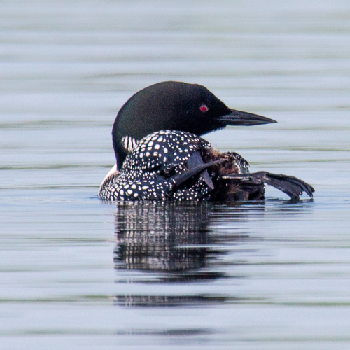 Resting Loon