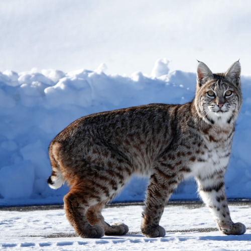 Bobcat strolling down the road.