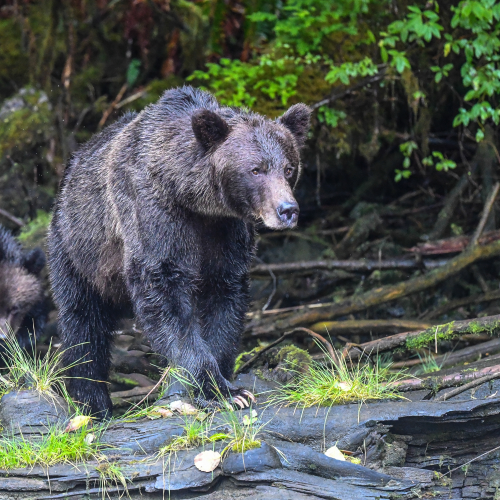 On The Trail