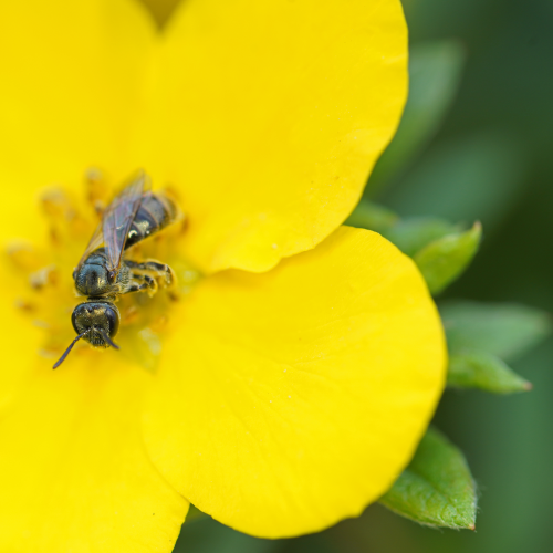 pollen bar