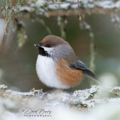Boreal Beauty