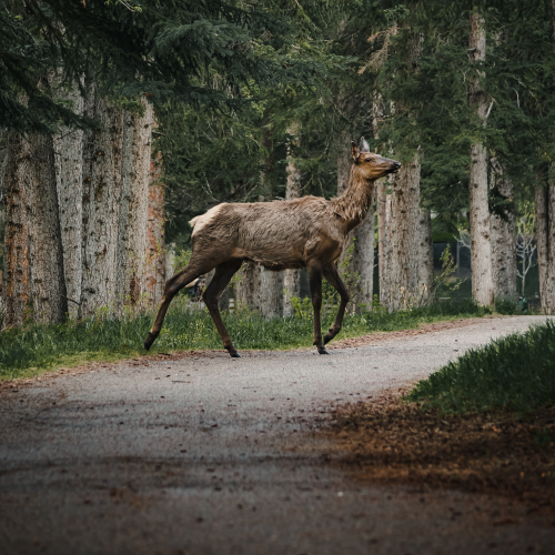 Elk Crossing
