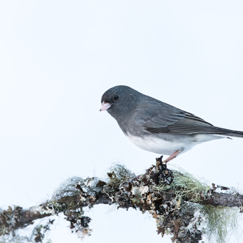 Dark Eyed Junco