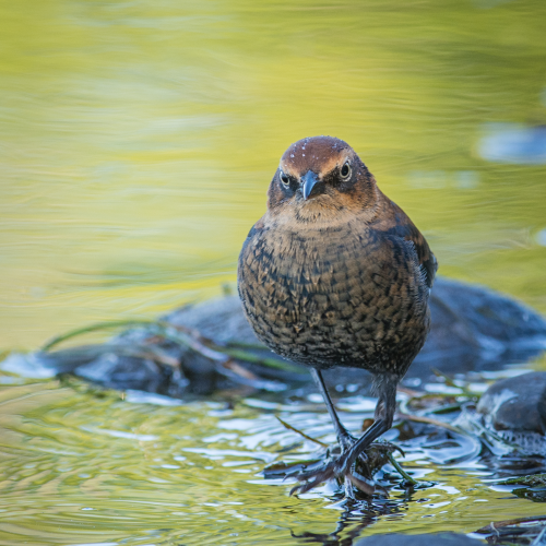 Rusty Blackbird