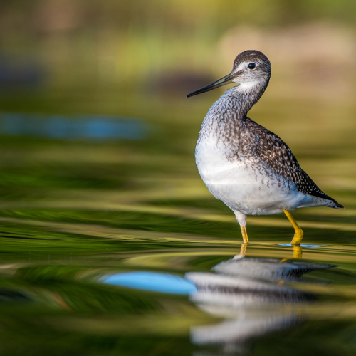 Greater Yellowlegs