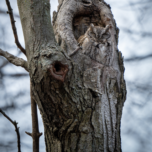 Hidden Owl