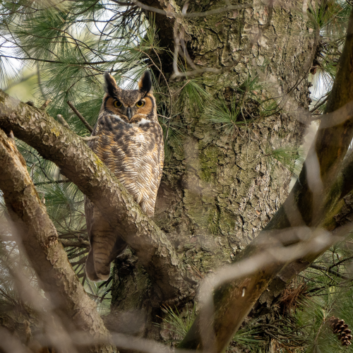 Guardian of the Forest