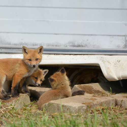 Baby Red Foxes
