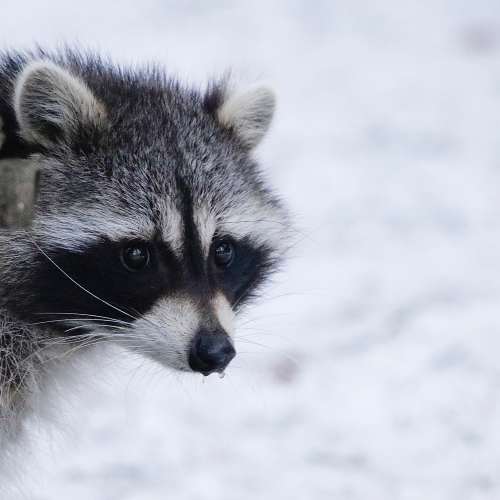 Curious  Raccoon