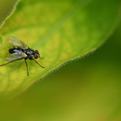 Tachinid through the leaves