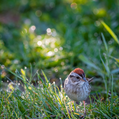 Swamp Sparrow