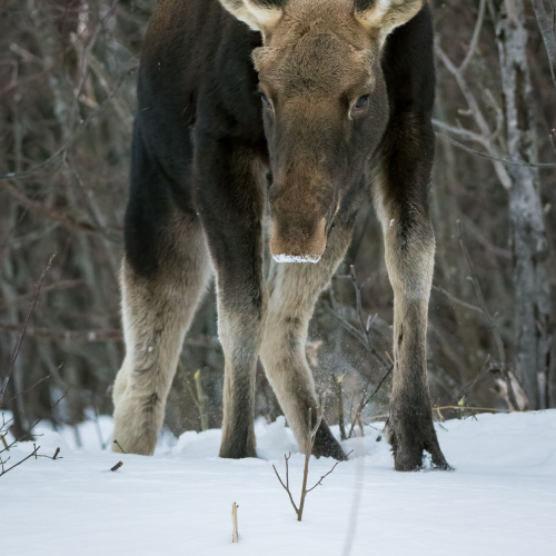 Snow Warrior