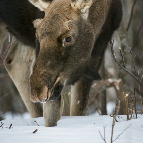 Foraging in Winter