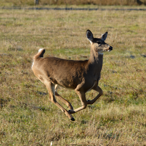 White Tail Deer running