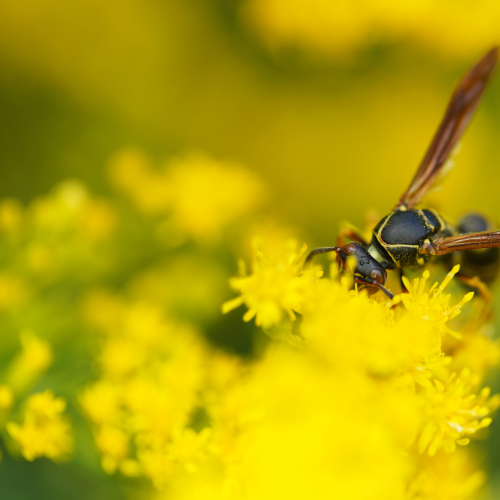 Lost in pollen 