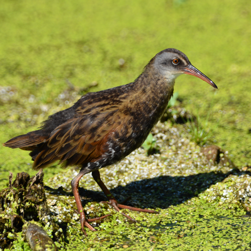 Virginia Rail