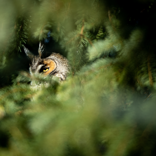 peek a boo