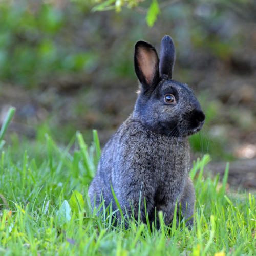 Melanistic Eastern Cottontail rabbit
