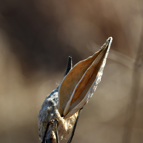 Milkweed