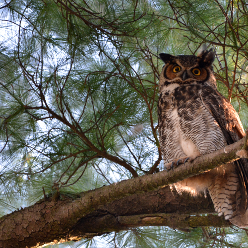 Great Horned Owl
