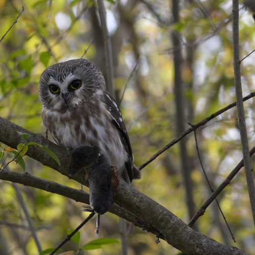 Northern Saw-whet Owl