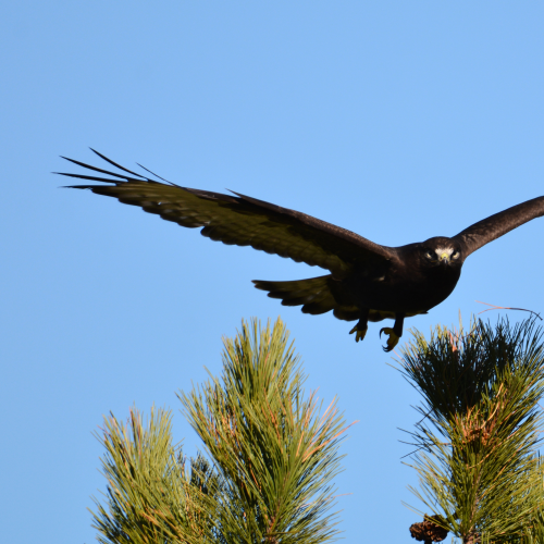 Rough-legged Hawk Dark Morph 