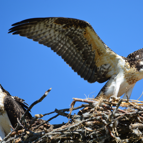 Juvenile Osprey 