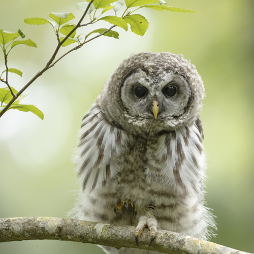 Barred Fledgling
