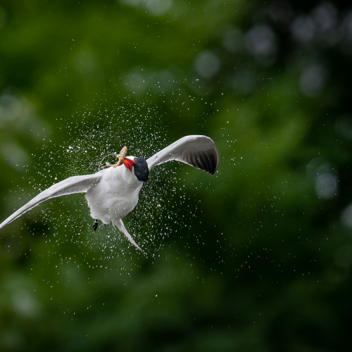 Caspian Tern spinning in mid-air