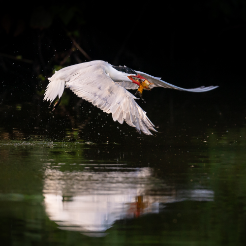 Caspian tern catching a fish