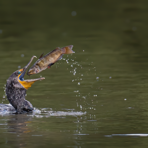 A cormorant is feeding on a catfish