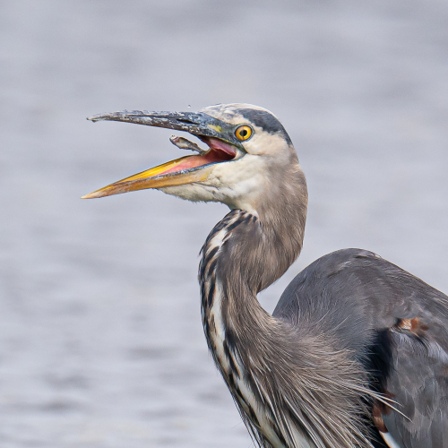 A great blue heron feeding on fish