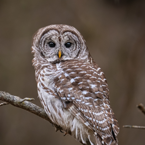 Barred Owl looking back a me