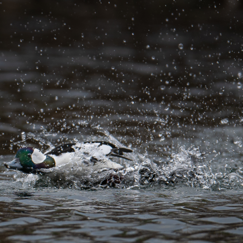 Bufflehead chasing each other