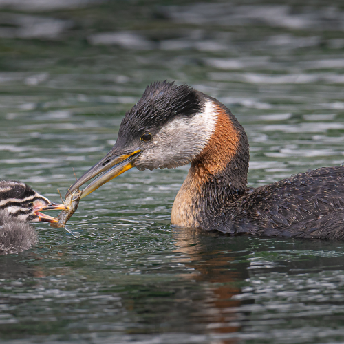 Red-necked grebe feeding its young kid