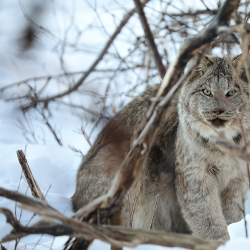 Linking Eyes With a Lynx