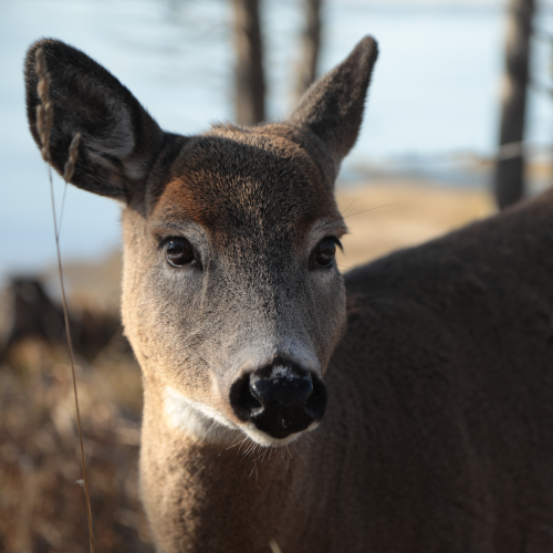 Hello, My Deer 