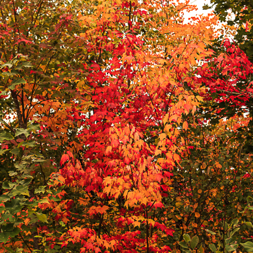 Autumn Colours
