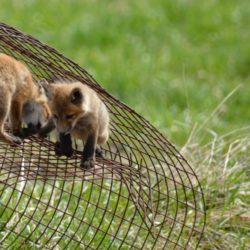 Red Fox pups 