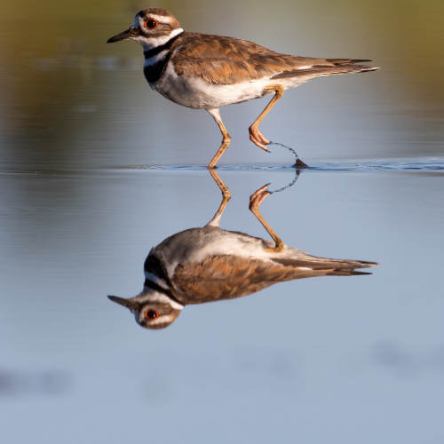 Killdeer Reflection