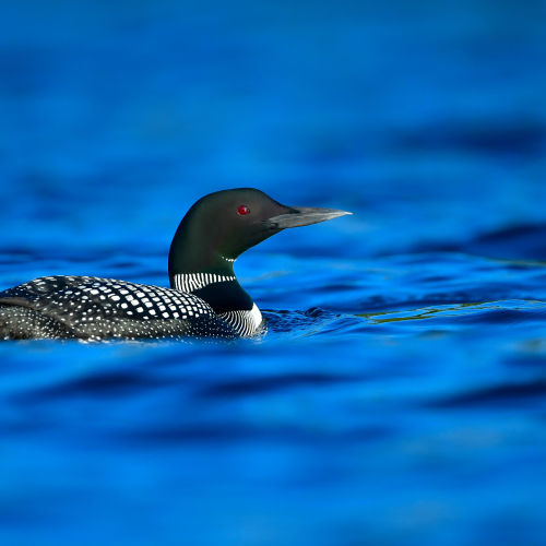 Blue Loon
