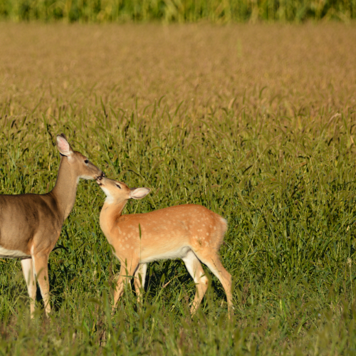Three Bucks